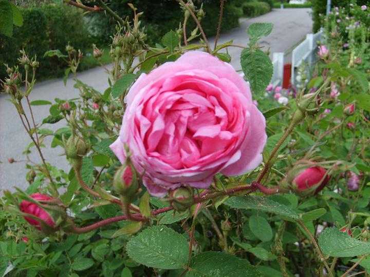 La Noblesse 2.JPG - LA NOBLESSE (Pastoret/Soupert & Notting 1857).
Eller hundrabladsros som de också kallas, hör till de äldsta rosorna. På engelska kallas de Cabbage roses (kålrosor), en inte alltför smickrande benämningÄven om de inte funnits ända sedan antiken, vilket ibland påstås, så kan man datera dem ända tillbaka till Holland på 1500-talet. Man hittar dem ofta på blomstermålningar.  Många centifoliarosor får mycket stora blommor med utsökt doft. Blommorna är ofta bollformade och tätt packade. De växer mer upprätt än gallicarosorna men är mer kompakta än damascenerrosorna. De tunga blommorna gör ofta att den får ett hängande växtsätt, inte minst om sommaren är regnig. Ställer inga höga krav på skötsel och klarar sig på normala jordar.
La Noblesse har ett tätt och brett växande ros med delikata blommor i ljuvt skär färgnyans och med utåtböjda kronblad. Doften påminner om saften från nypressada apelsiner. Namnet betyder 'högadel' på franska. Storlek: 1.5x1.5m. Zon IV.